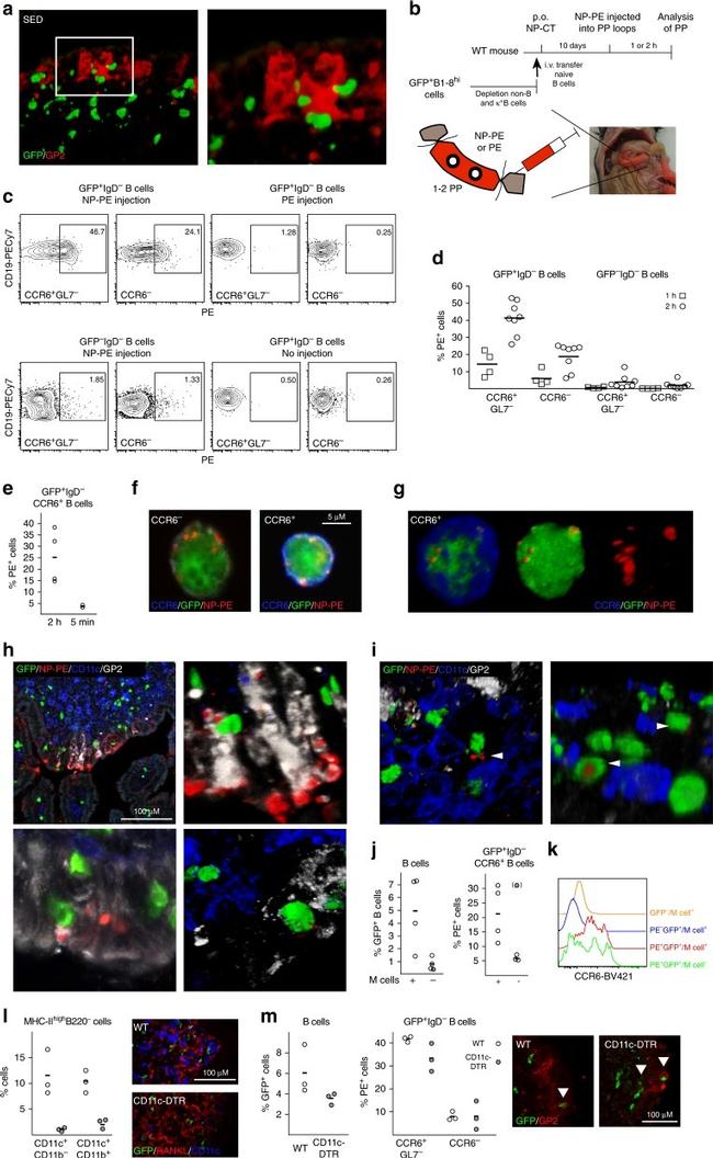 GL7 Antibody in Flow Cytometry (Flow)