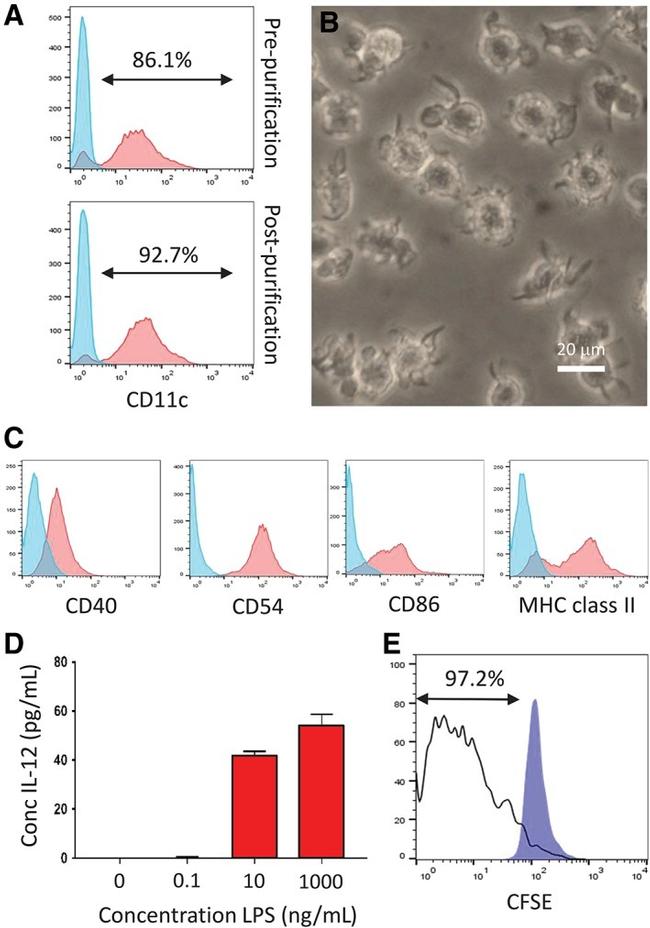 MHC Class II (I-A/I-E) Antibody in Flow Cytometry (Flow)