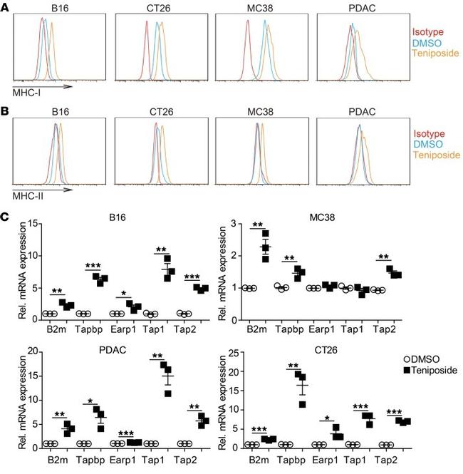 MHC Class II (I-A/I-E) Antibody in Flow Cytometry (Flow)