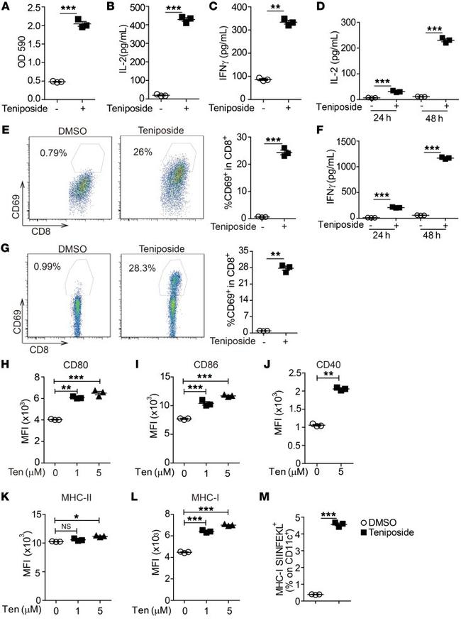 OVA257-264 (SIINFEKL) peptide bound to H-2Kb Antibody in Flow Cytometry (Flow)