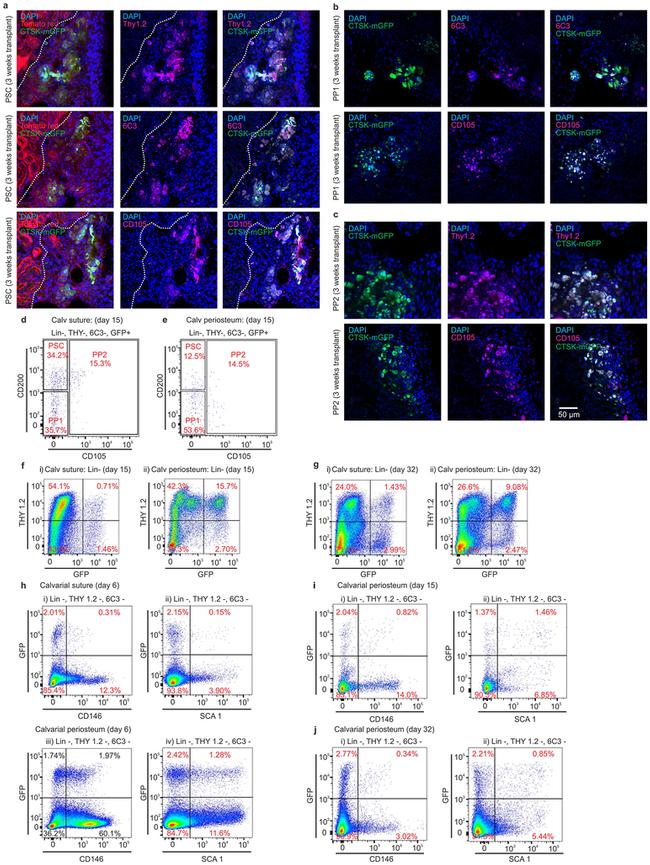 CD90.2 (Thy-1.2) Antibody in Flow Cytometry (Flow)