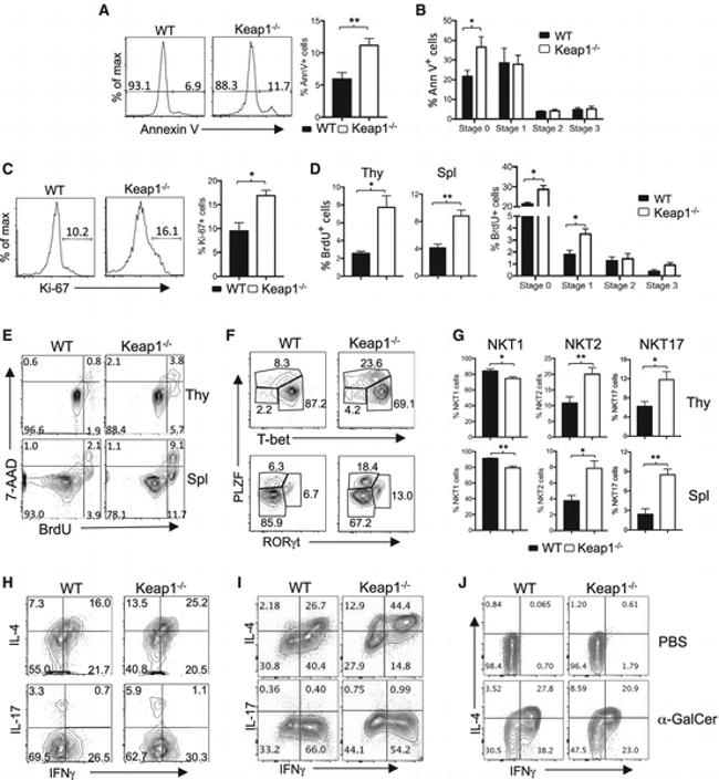 IFN gamma Antibody in Flow Cytometry (Flow)