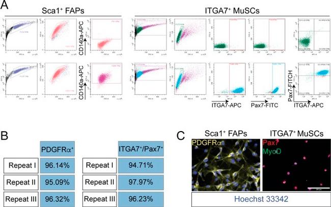 CD140a (PDGFRA) Antibody in Flow Cytometry (Flow)