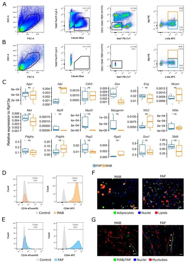 CD34 Antibody in Flow Cytometry (Flow)