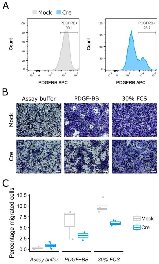 CD140b (PDGFRB) Antibody in Flow Cytometry (Flow)