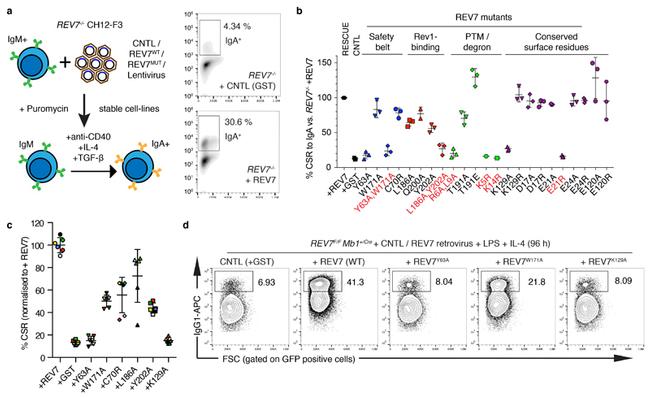 IgA Antibody in Flow Cytometry (Flow)