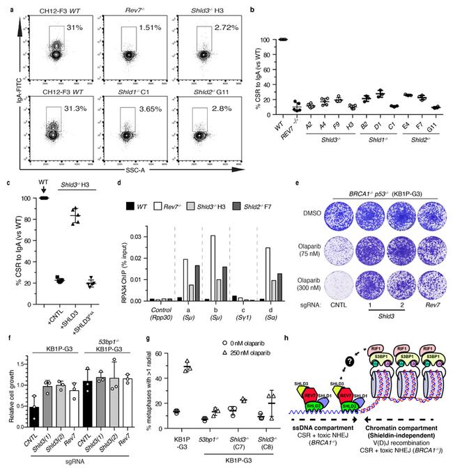 IgA Antibody in Flow Cytometry (Flow)