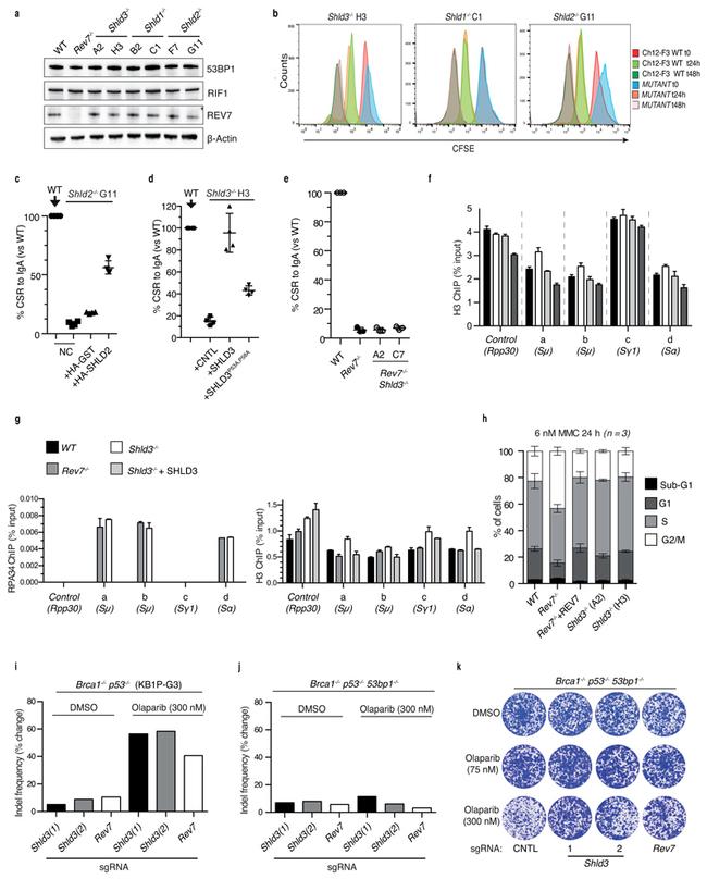 IgA Antibody in Flow Cytometry (Flow)