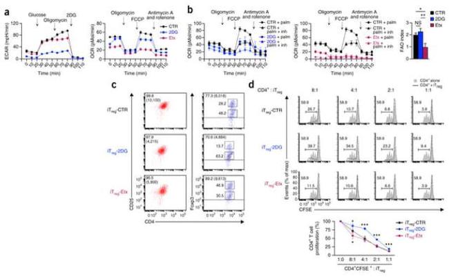 FOXP3 Antibody in Flow Cytometry (Flow)