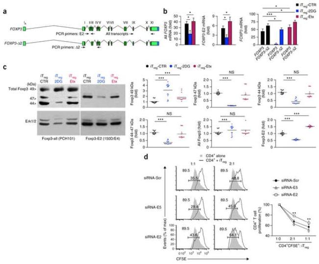 FOXP3 Antibody in Western Blot (WB)