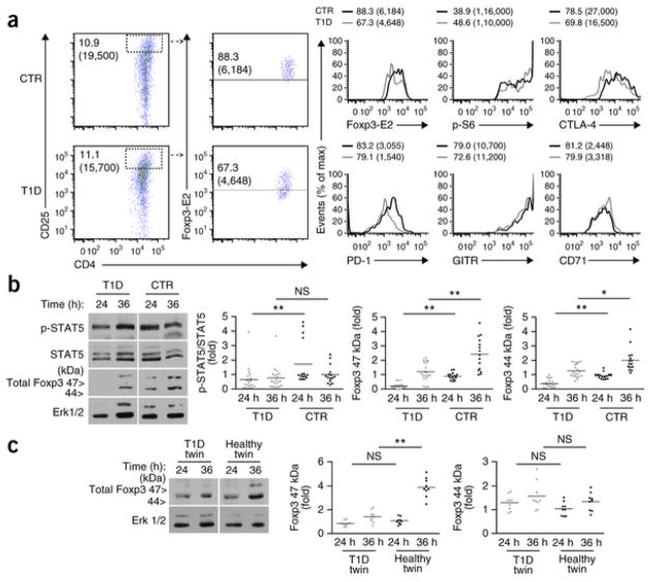 FOXP3 Antibody in Western Blot (WB)