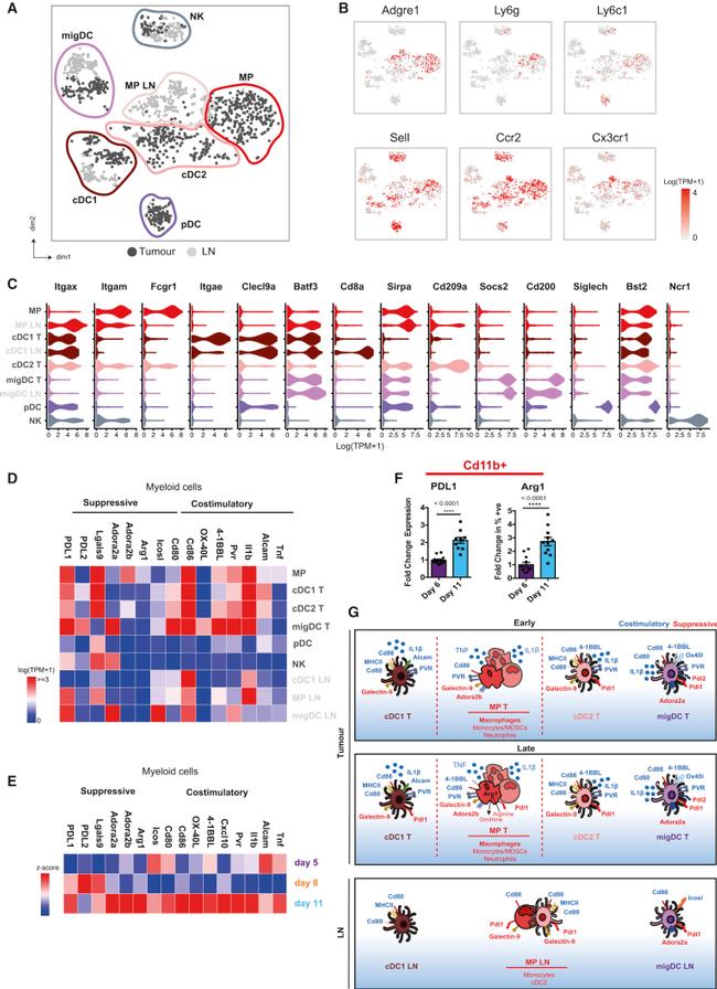 Arginase 1 Antibody in Flow Cytometry (Flow)