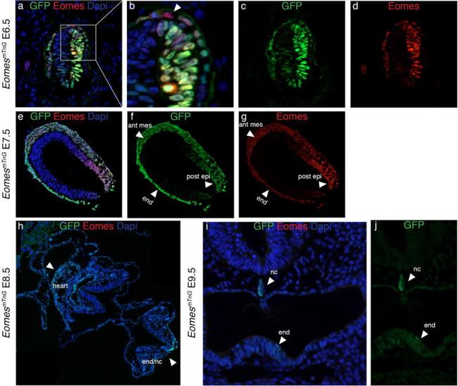 EOMES Antibody in Immunocytochemistry (ICC/IF)