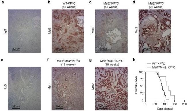 Musashi-1 Antibody in Immunohistochemistry, Immunohistochemistry (Paraffin) (IHC, IHC (P))