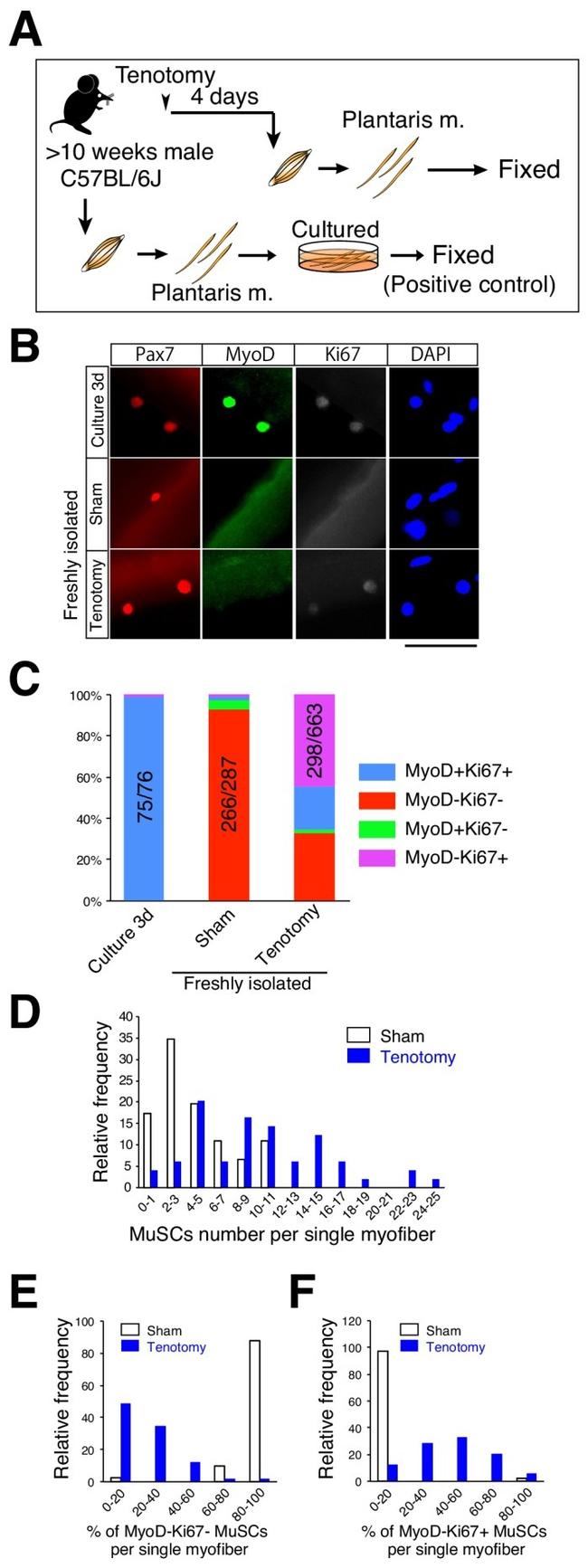 Ki-67 Antibody in Immunocytochemistry (ICC/IF)