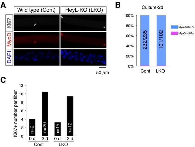 Ki-67 Antibody in Immunocytochemistry (ICC/IF)