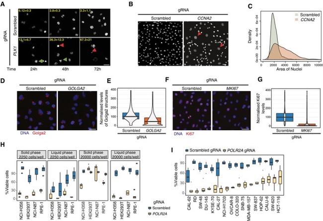 Ki-67 Antibody in Immunocytochemistry (ICC/IF)