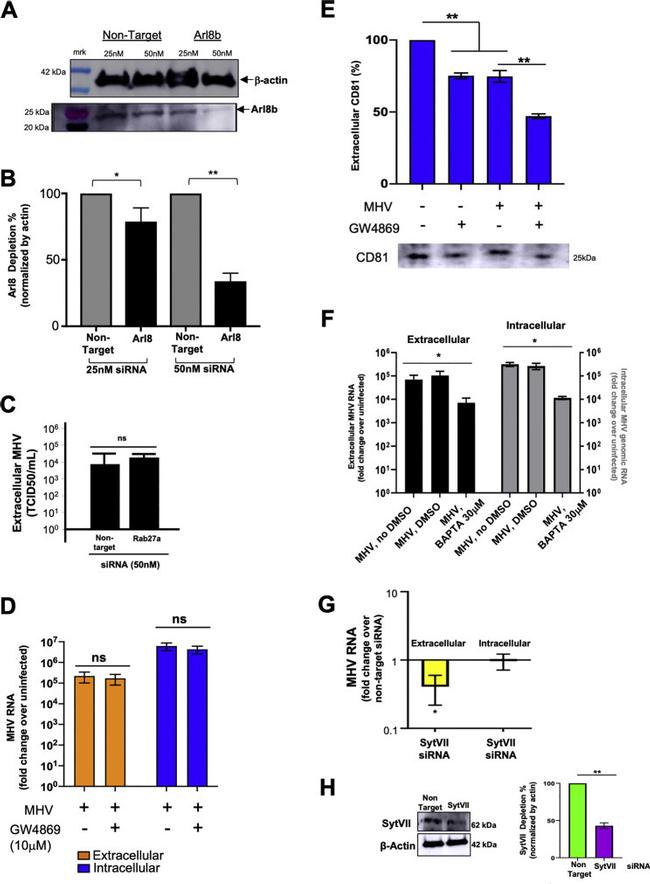 Synaptotagmin 7 Antibody in Western Blot (WB)