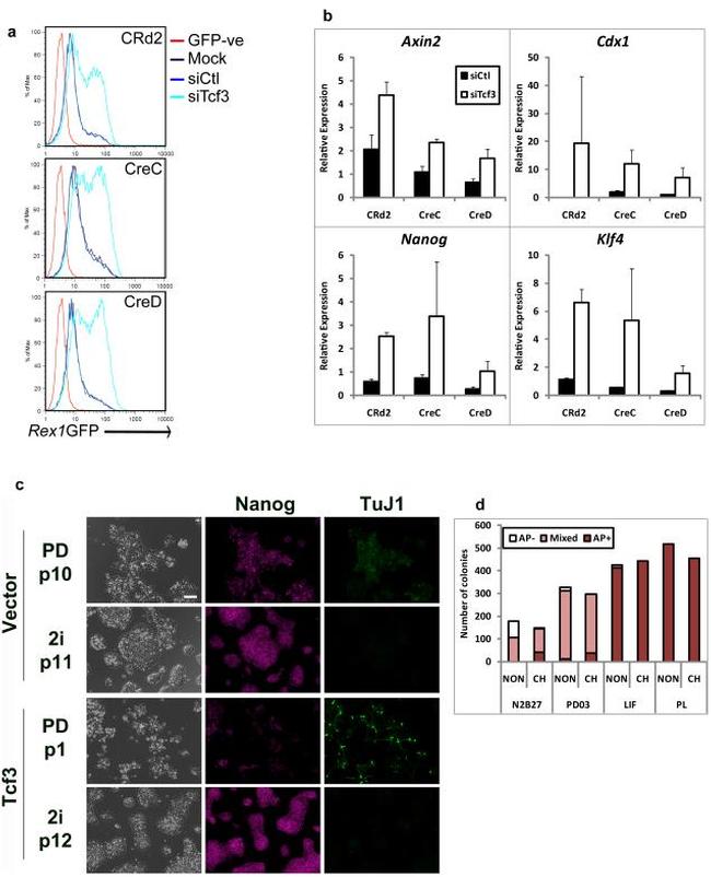 Nanog Antibody in Immunocytochemistry (ICC/IF)