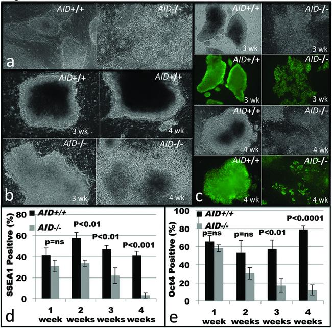 Nanog Antibody in Immunocytochemistry (ICC/IF)