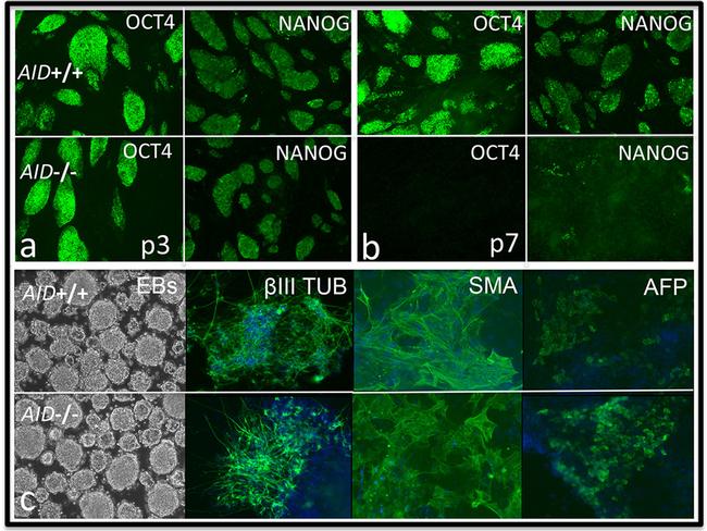 Nanog Antibody in Immunocytochemistry (ICC/IF)