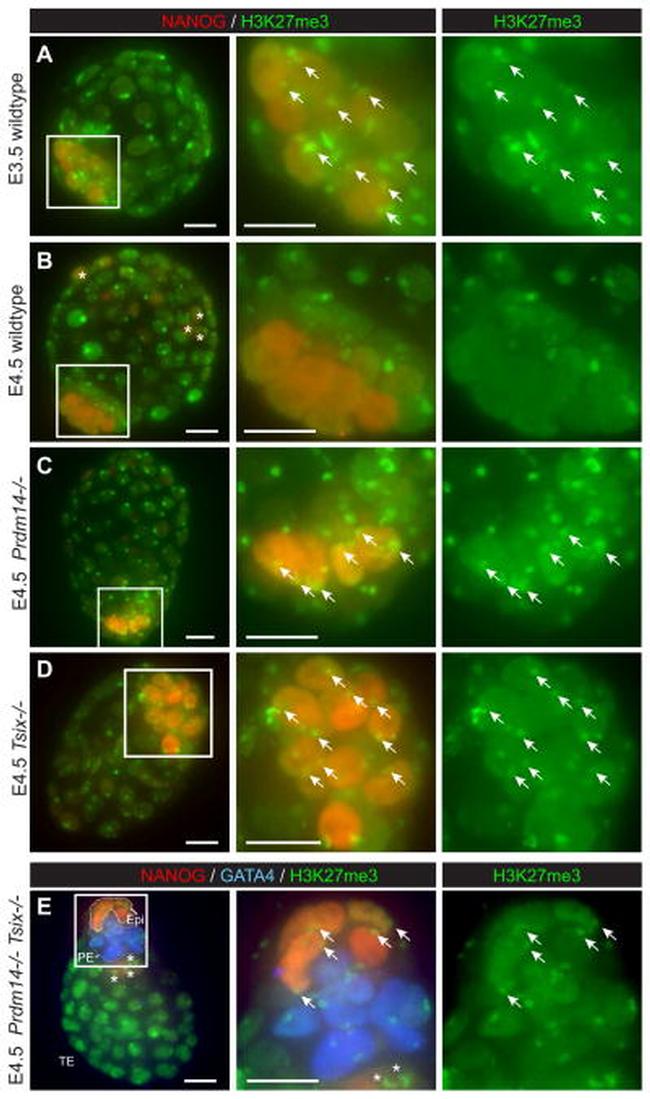 Nanog Antibody in Immunohistochemistry (IHC)