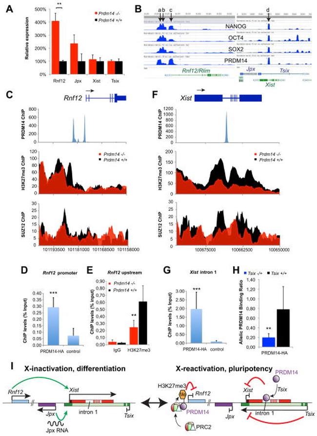 Nanog Antibody in ChIP Assay (ChIP)