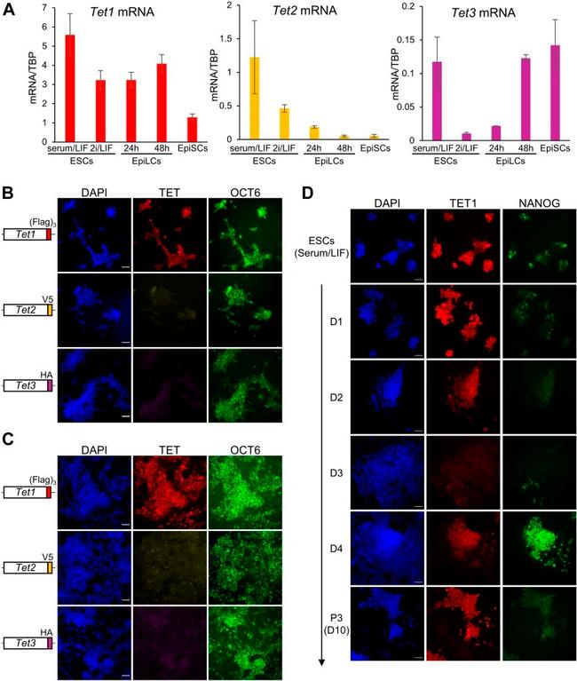 Nanog Antibody in Immunocytochemistry (ICC/IF)