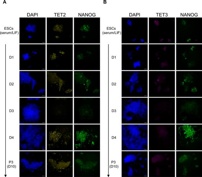 Nanog Antibody in Immunocytochemistry (ICC/IF)