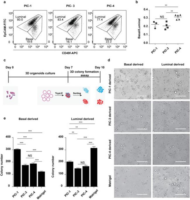 CD49f (Integrin alpha 6) Antibody in Flow Cytometry (Flow)