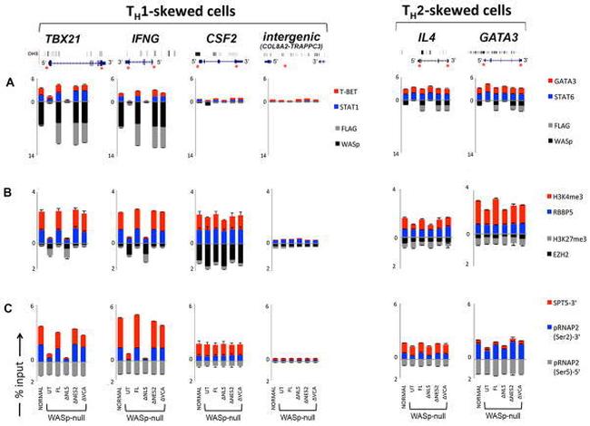 T-bet Antibody in Flow Cytometry (Flow)