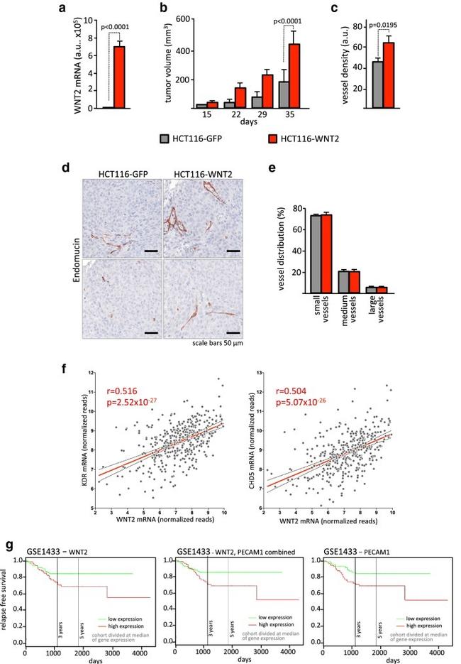 Endomucin Antibody in Immunohistochemistry (IHC)