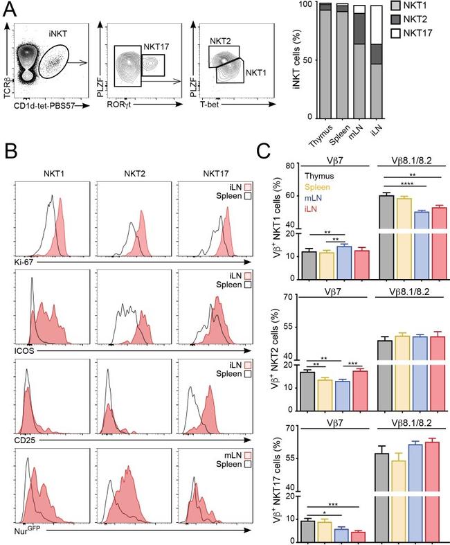 NK1.1 Antibody in Flow Cytometry (Flow)