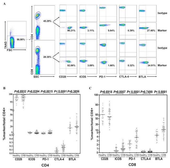 CD28 Antibody in Flow Cytometry (Flow)