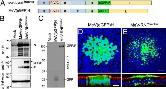 GFP Antibody in Western Blot (WB)