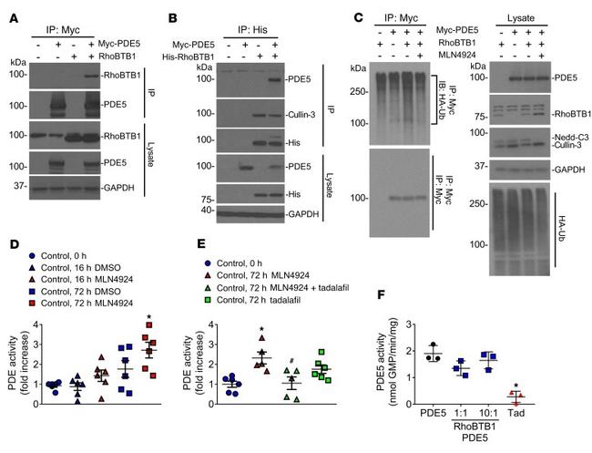 HA Tag Antibody in Western Blot (WB)