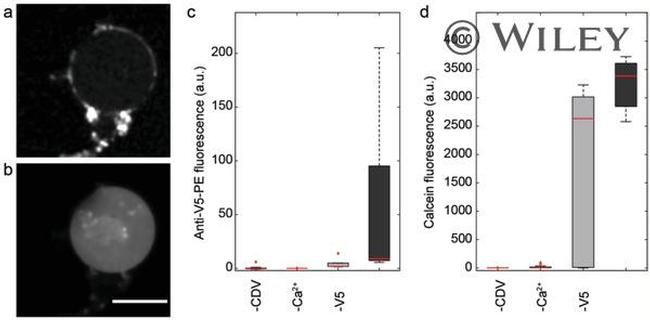 V5 Tag Antibody in Immunocytochemistry (ICC/IF)