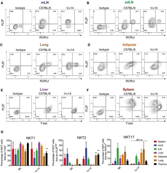 PLZF Antibody in Flow Cytometry (Flow)