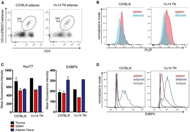 PLZF Antibody in Flow Cytometry (Flow)