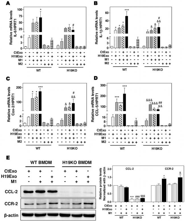 CCL2 (MCP-1) Antibody in Western Blot (WB)