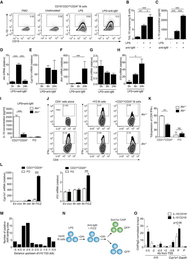 IFN gamma Antibody in Flow Cytometry (Flow)