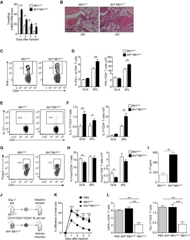 IFN gamma Antibody in Flow Cytometry (Flow)