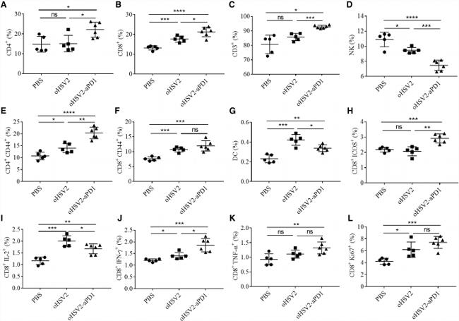 IFN gamma Antibody in Flow Cytometry (Flow)