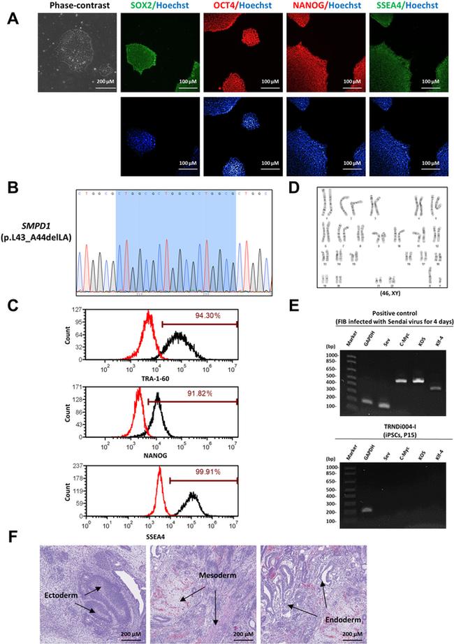 TRA-1-60 Antibody in Flow Cytometry (Flow)