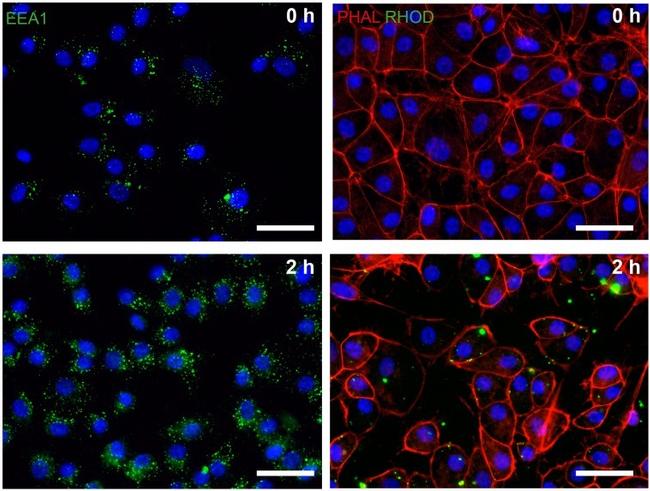 EEA1 Antibody in Immunocytochemistry (ICC/IF)