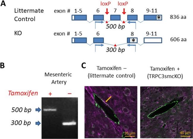 Alpha-Smooth Muscle Actin Antibody in Immunohistochemistry (IHC)