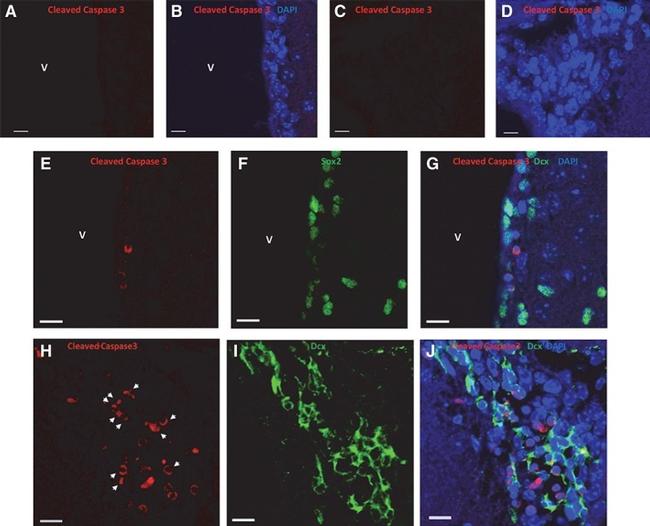 SOX2 Antibody in Immunocytochemistry (ICC/IF)