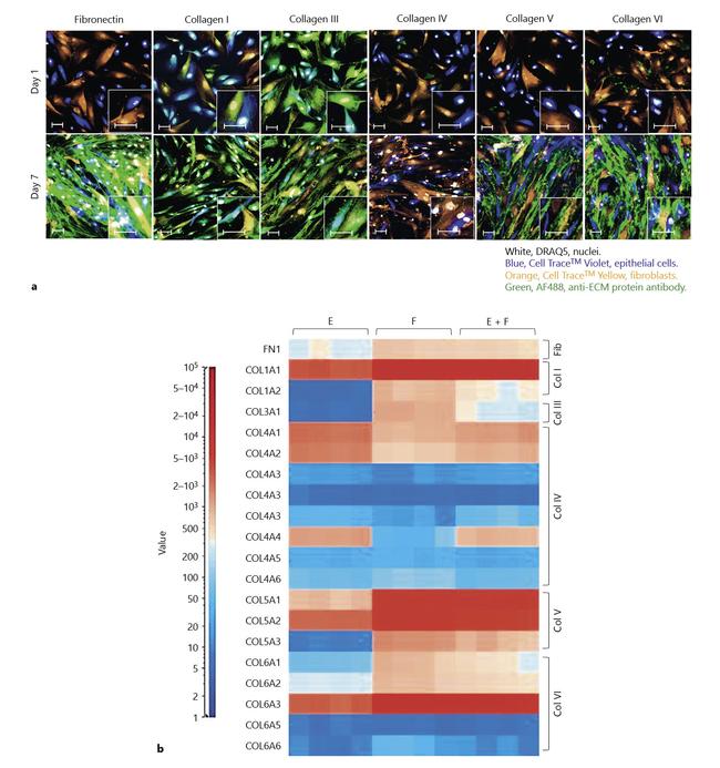 Collagen IV Antibody in Immunocytochemistry (ICC/IF)