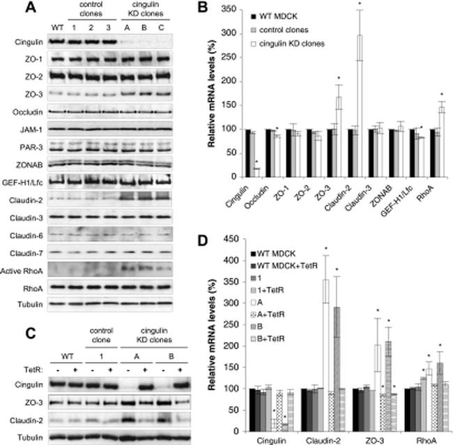 Claudin 7 Antibody in Western Blot (WB)