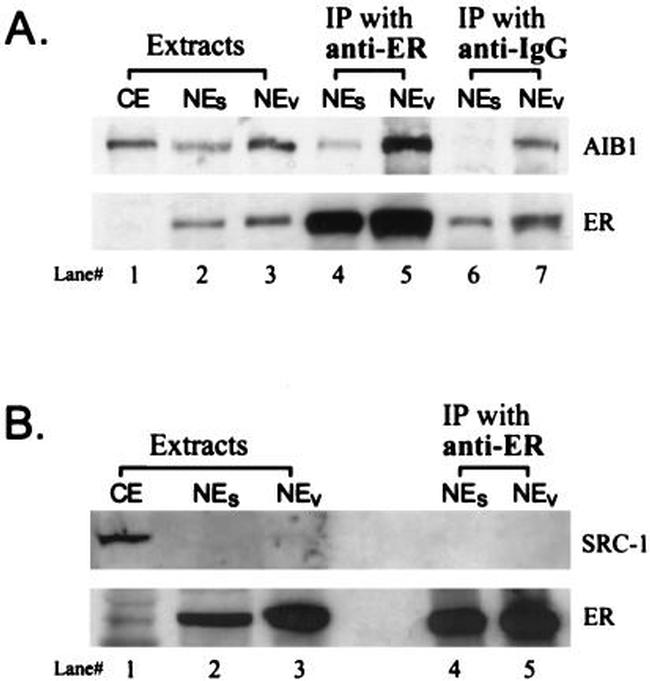 SRC1 Antibody in Western Blot, Immunoprecipitation (WB, IP)